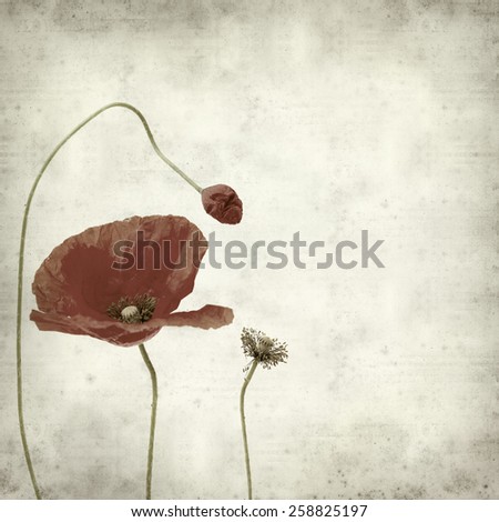 textured old paper background with red poppy flower