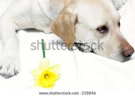 Lab posing with yellow daffodil