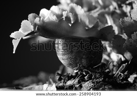 Black and white photo of a snail hanging form a leaf