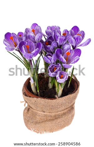 Fresh spring flowers crocuses in pot  isolated on white wooden background.Selective focus. 