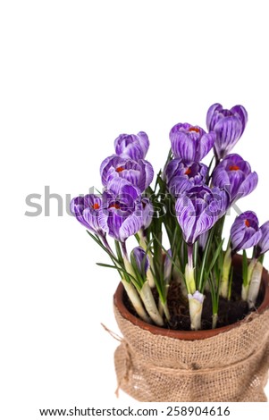 Fresh spring flowers crocuses in pot  isolated on white wooden background.Selective focus. 