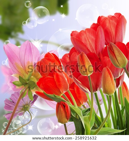 Beautiful  fresh red tulips on abstract spring nature background