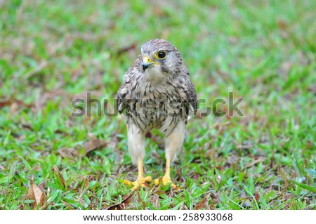 Beautiful female Common Kestrel (Falco tinnunculus)