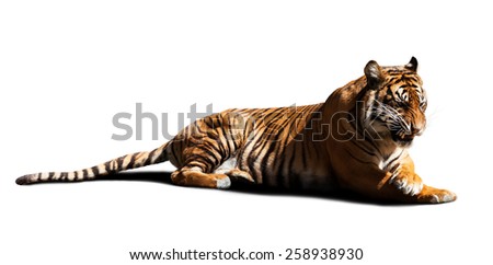 tiger. Isolated on white with shade