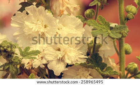 Close up of white hollyhock spring celebrity blossom in flower garden - Vintage effect style pictures
