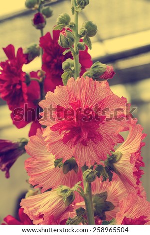 Close up of pink hollyhock spring celebrity blossom in flower garden - Vintage effect style pictures