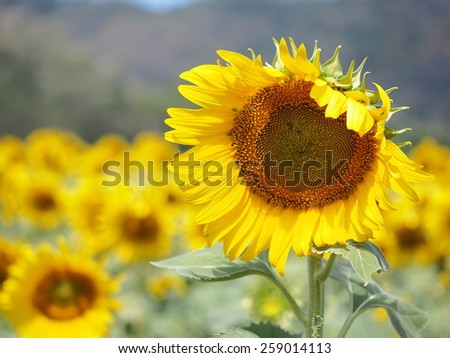 Sun flowers in Summer under the bright blue sky