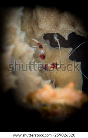 Banded coral shrimp (barberpole shrimp: Stenopus hispidus) Bari Reef, Bonaire, Netherlands Antilles