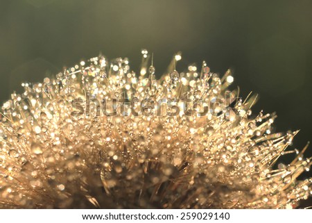 Fluffy dandelion with drops of dew