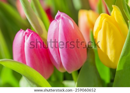 colorful tulips in sunlight