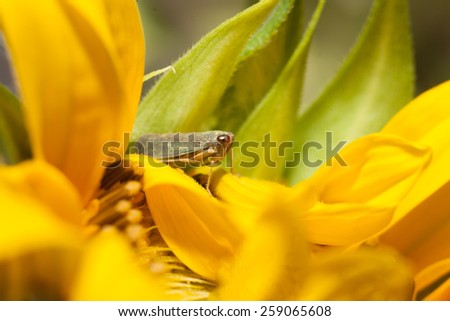 sunflower bug