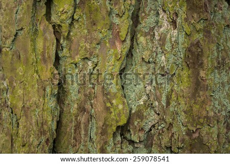 old tree skin