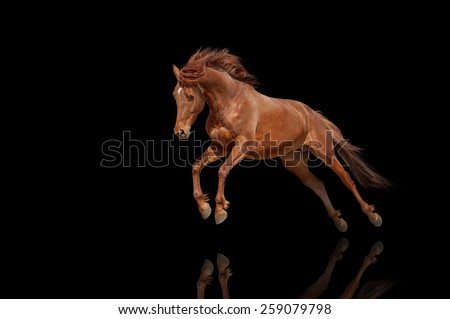 Beautiful red horse galloping in a phase jump developing mane. Thoroughbred stallion isolated on black background