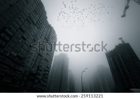 Skyscrapers at early foggy morning in the city district. Flock of birds flying over.  Royalty-Free Stock Photo #259113221