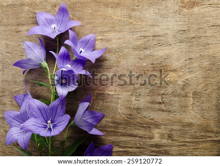 beautiful bluebells on wooden background from left side