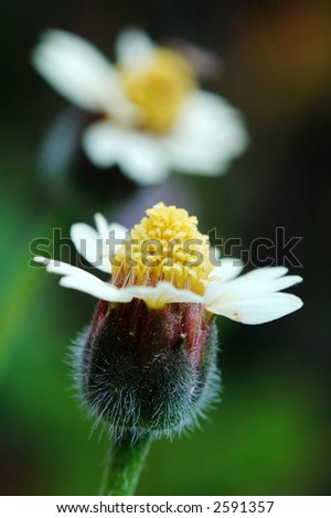 Two small flowers like lovers show in picture