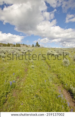 Tire tracks through spring flowers of Centennial Valley near Lakeview, MT