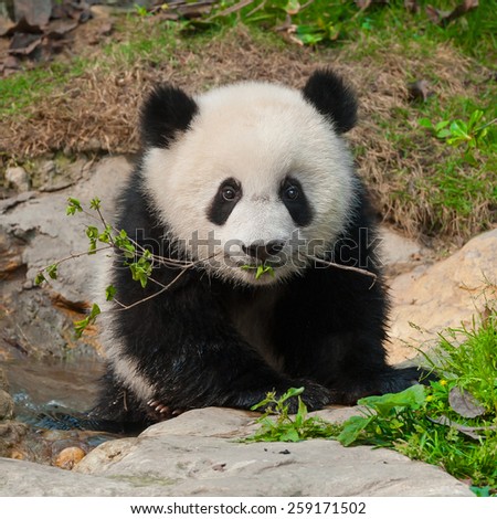 Little panda cub with branch in mouth