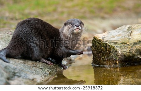 Oriental Small-clawed Otter (Aonyx cinerea), also known as Asian Small-clawed Otter