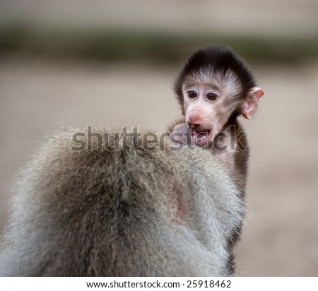 Cute baby Hamadryas Baboon (Papio hamadryas)