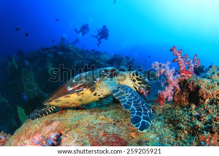 Hawksbill Sea Turtle feeds on coral with people scuba diving in background