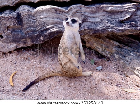 Meerkat in zoo