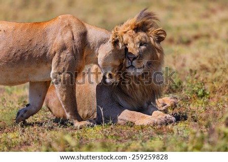 Pair of Lions cuddle in the heat of Ngorongoro Conservation Area in Tanzania