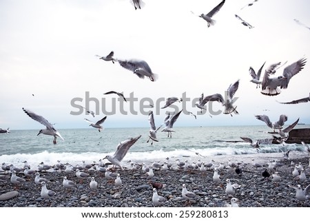 gulls on the sea