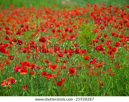 a lot of colorful poppies bloom in spring