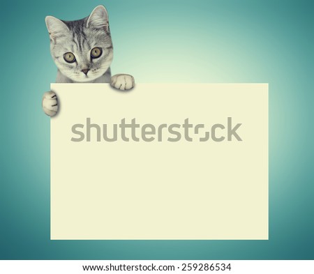 beautiful scottish kitten