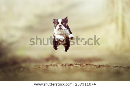 beautiful crazy flying boston terrier dog puppy