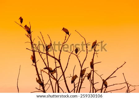 Silhouette of many birds on a treetop, sunset background