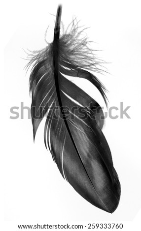 feather on a white background Royalty-Free Stock Photo #259333760