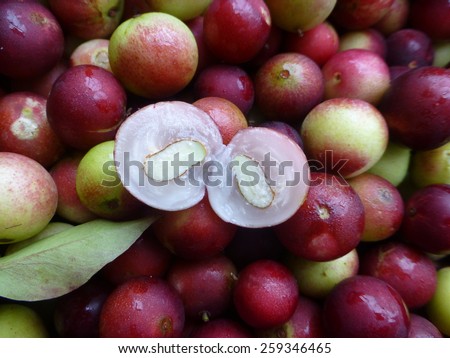 Myrciaria dubia, commonly known as camu camu, camucamu, cacari, or camocamo, is a small (about 3-5 m), bushy riverside tree from the Amazon rainforest in Peru and Brazil. Royalty-Free Stock Photo #259346465
