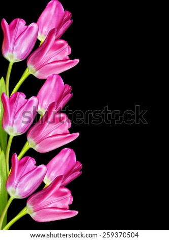 Pink tulips isolated on a black background