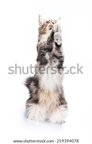 Maine coon cat, sitting and facing, isolated on white.