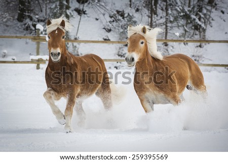 Horses In A Winter Wonderland