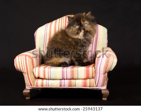 Cute and pretty Persian kitten sitting on striped miniature char, on black background fabric