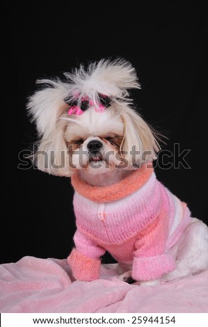 Shih Tzu Puppy wearing a sweater and bows in her pigtails, falling asleep while modeling and sitting up.  Falling asleep on the job.  Dog Tired.