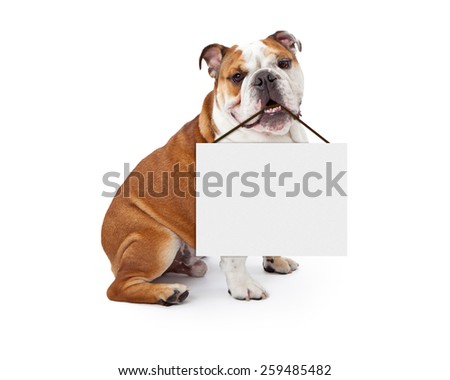 A young nine month old English Bulldog sitting against a white background holding a blank sign in his mouth