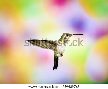 Broad Billed Humming Bird. these photos are a result of getting to know hummingbirds and adding an artistic background. Basically hummingbird art, that are not superimposed in anyway.