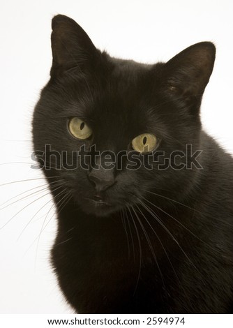 A Black cat against a white background