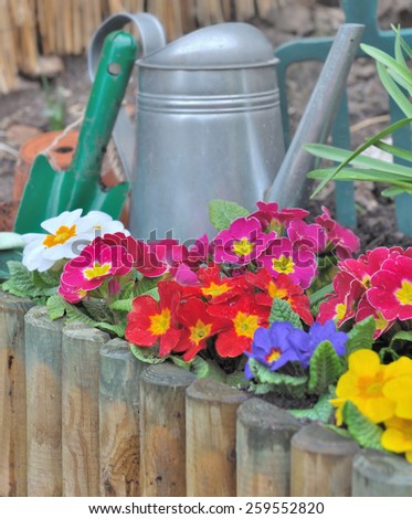 wooden border with colorful pansies  and gardening tools