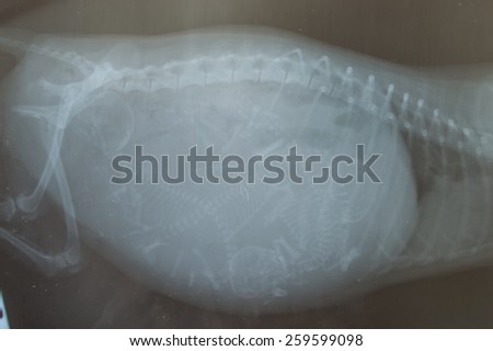 X-ray of pregnant dog