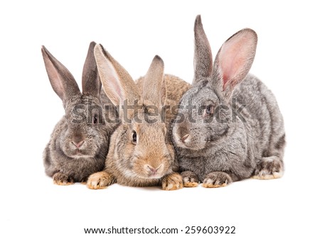 Three rabbit sitting together isolated on white background