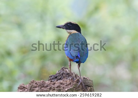 A beautiful colorful bird Blue winged Pitta.(Pitta moluccensis)