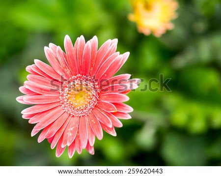 Soft focus photo gerbera flower