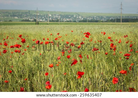 Beautiful flower of poppy in a poppy field