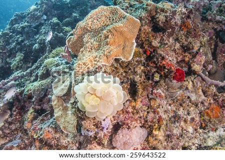 Coral reef and fishes at the colorful tropical sea
