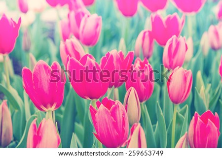 Beautiful tulips blooming in spring garden with blurred background, vintage filtered effect